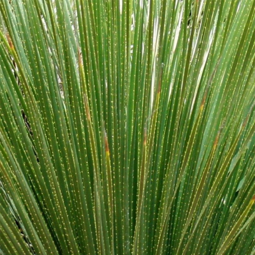 Dasylirion serratifolium - Sotol (Foliage)