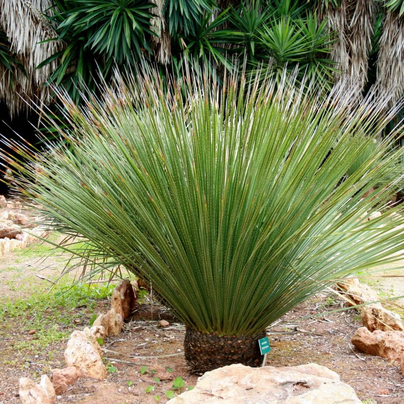 Dasylirion serratifolium - Sotol (Plant habit)