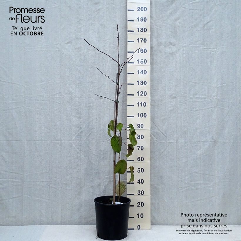 Arbre aux Mouchoirs - Davidia involucrata var. vilmoriniana pot de 18L sample as delivered in autumn