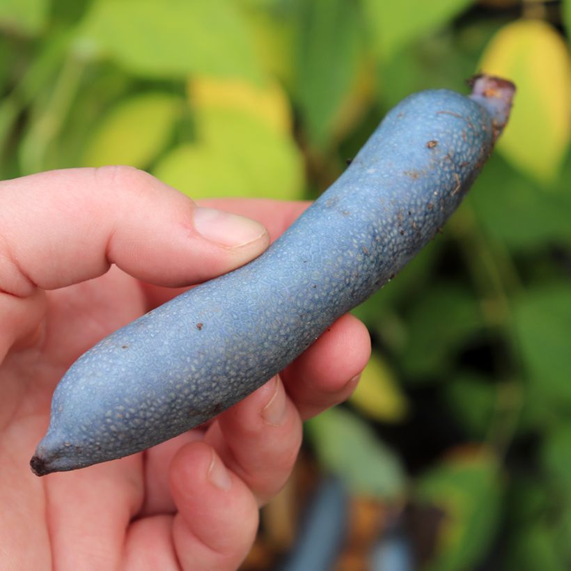 Decaisnea fargesii - Blue sausage fruit (Harvest)