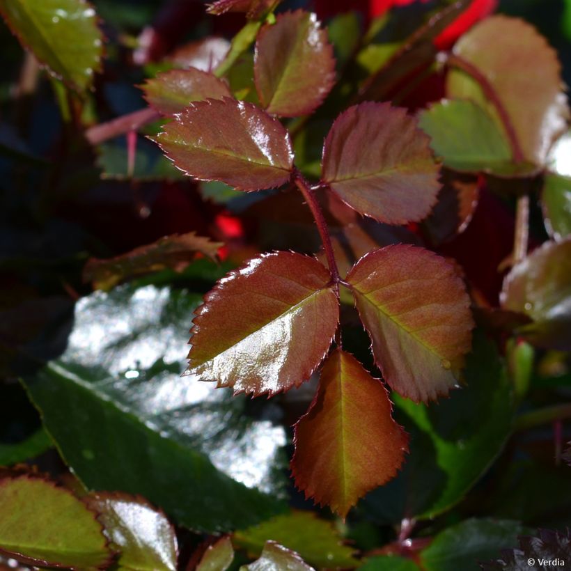 Rosa New Vesuvia - shrub rose (Foliage)