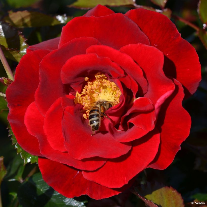 Rosa New Vesuvia - shrub rose (Flowering)