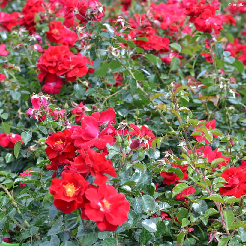 Rosa New Vesuvia - shrub rose (Plant habit)