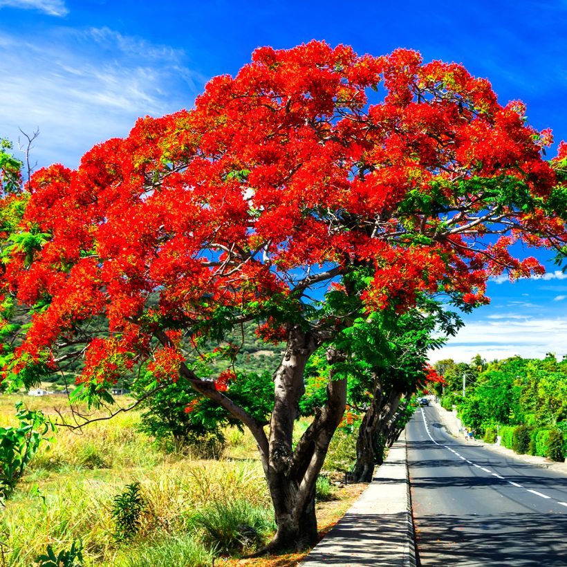 Delonix regia (Plant habit)