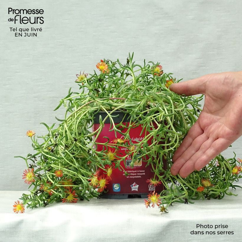 Delosperma Wheels of Wonder Fire - Ice Plant 2L/3L pot sample as delivered in summer