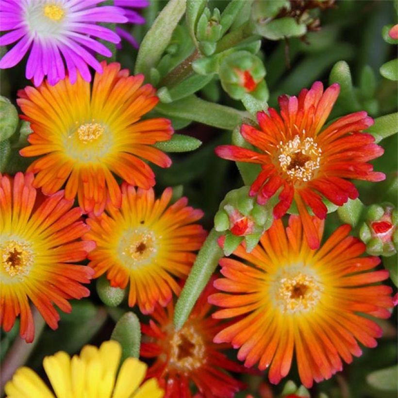 Delosperma Wheels of Wonder Orange - Ice Plant (Flowering)