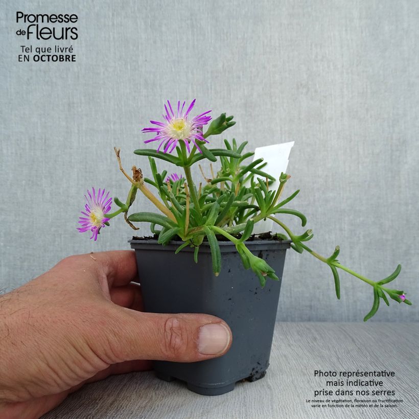 Delosperma Wheels of Wonder Violet en godet de 9 cm sample as delivered in autumn