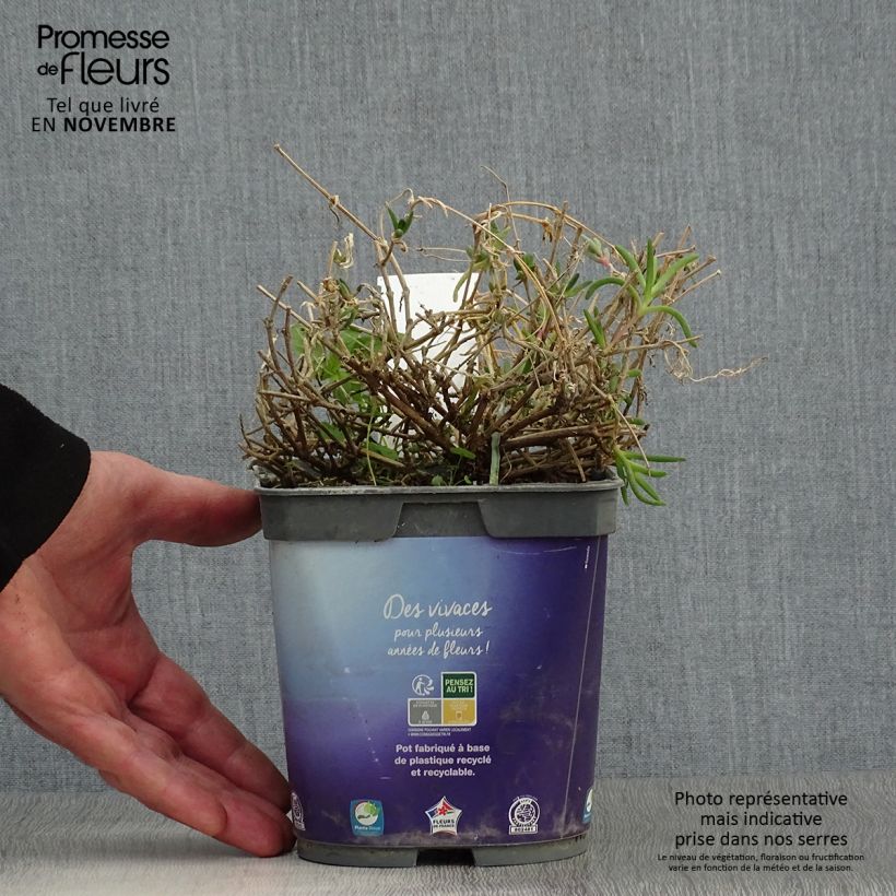 Delosperma Wheels of Wonder Violet en pot de 2L/3L sample as delivered in autumn