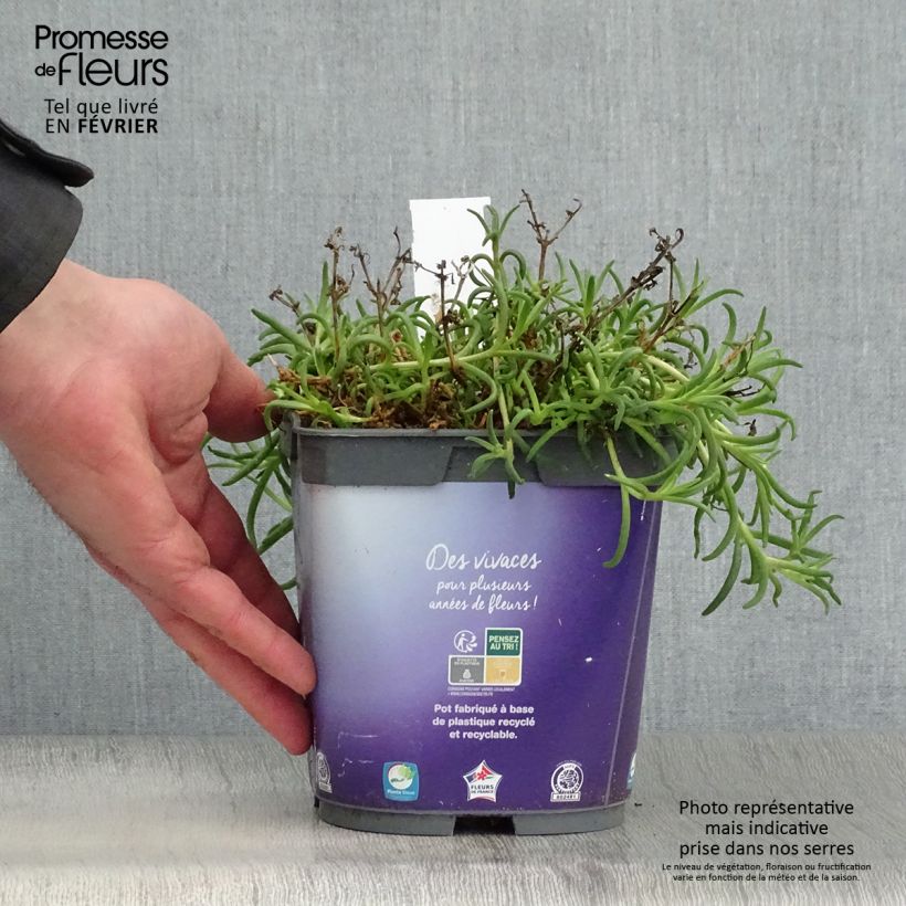 Delosperma Wheels of Wonder Violet en pot de 2L/3L sample as delivered in winter