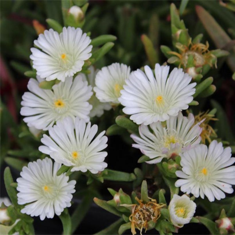 Delosperma Wheels of Wonder White - Ice Plant (Flowering)