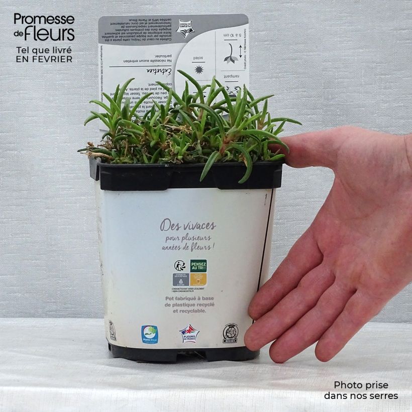 Delosperma Wheels of Wonder White en pot de 2L sample as delivered in winter