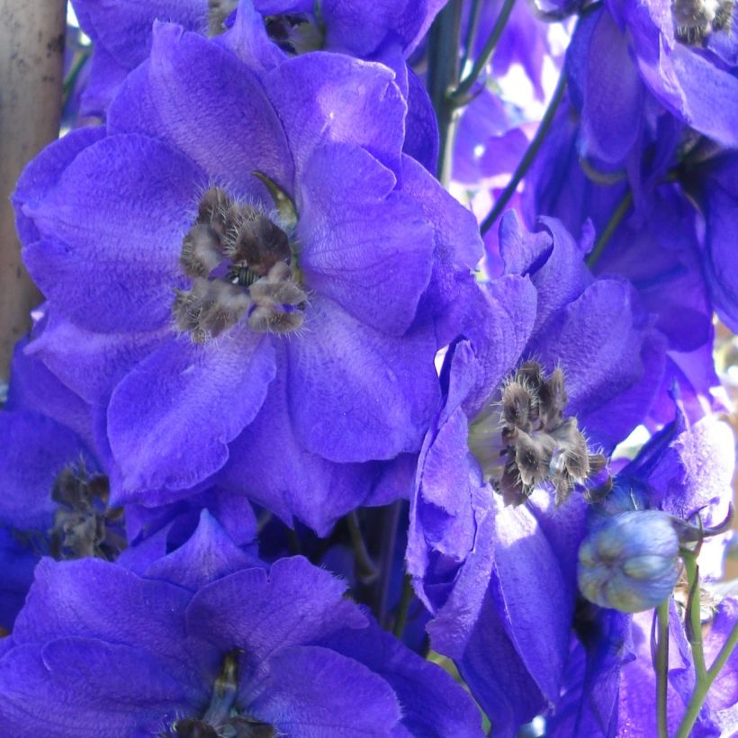 Delphinium Blue Jay - Larkspur (Flowering)