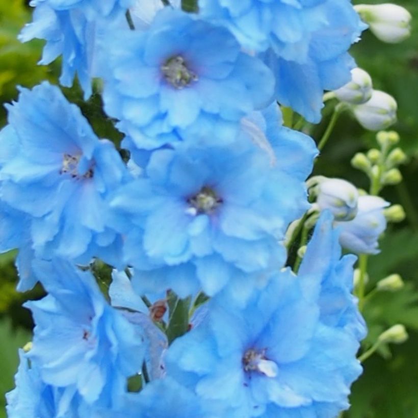 Delphinium Blue Lace - Larkspur (Flowering)