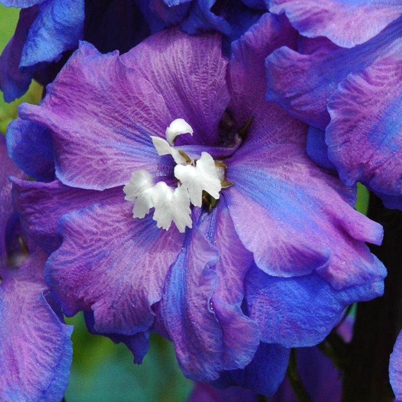 Delphinium Blue Triumphator - Larkspur (Flowering)