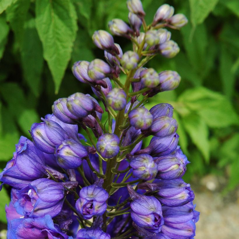 Delphinium Blue Triumphator - Larkspur (Plant habit)