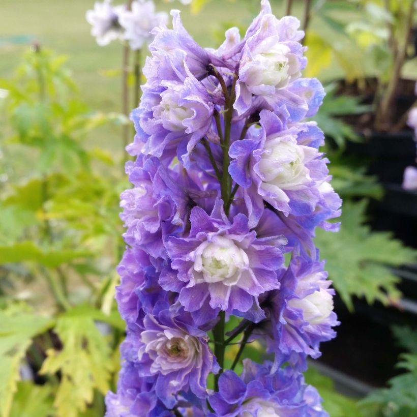 Delphinium Highlander Bolero - Larkspur (Flowering)