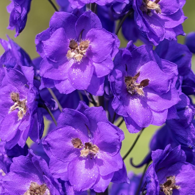 Delphinium Bruce - Larkspur (Flowering)