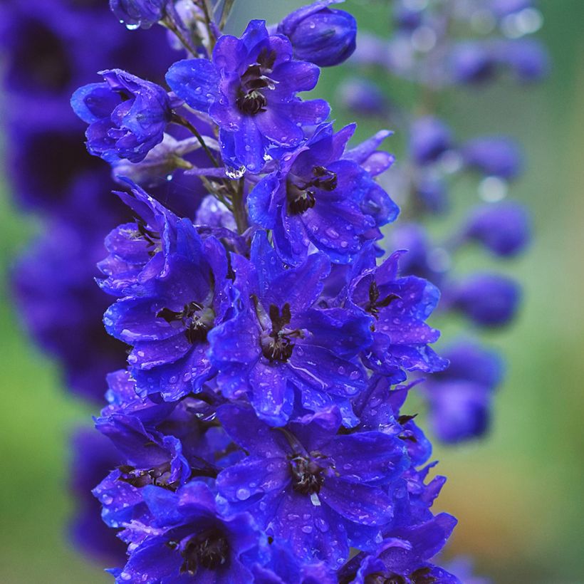 Delphinium Magic Fountains Dark Blue-Black Bee - Larkspur (Flowering)