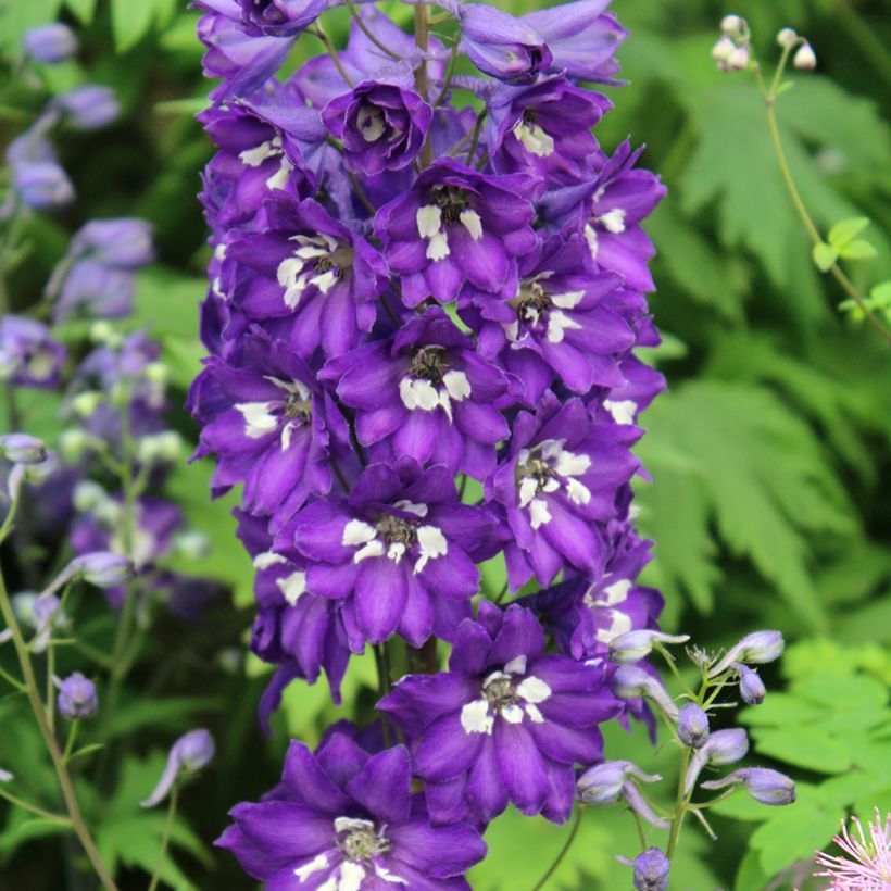 Delphinium Magic Fountains Dark Blue-White Bee - Larkspur (Flowering)