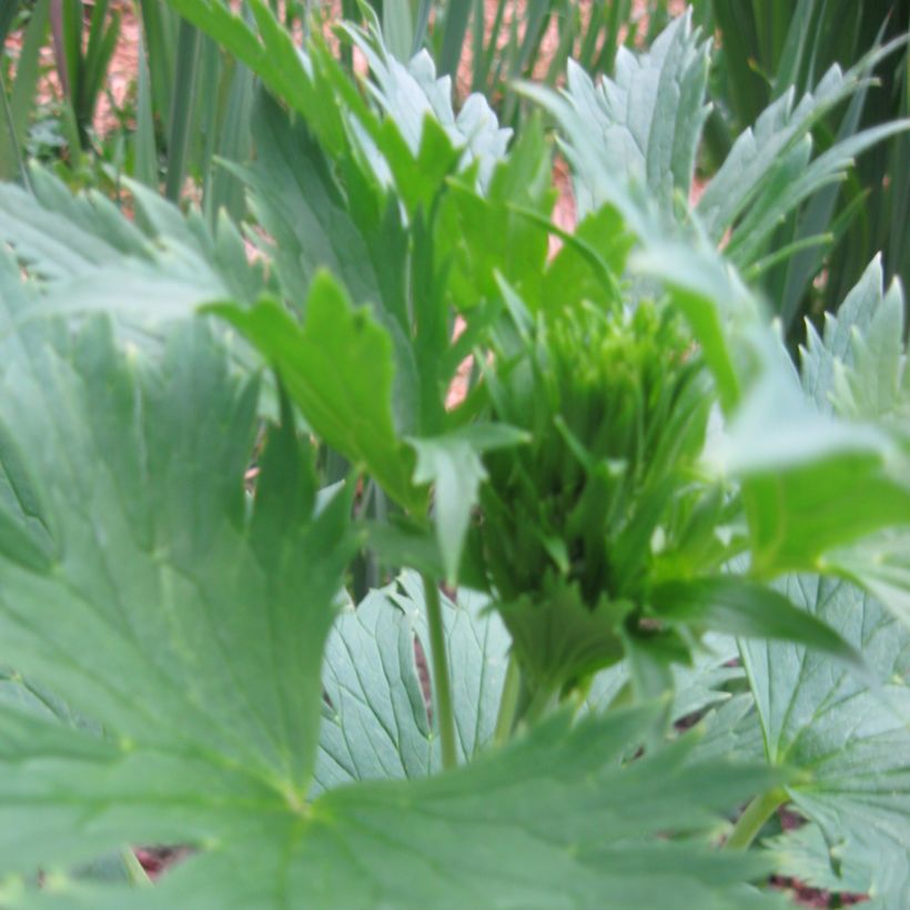 Delphinium F.W. Smith - Larkspur (Foliage)