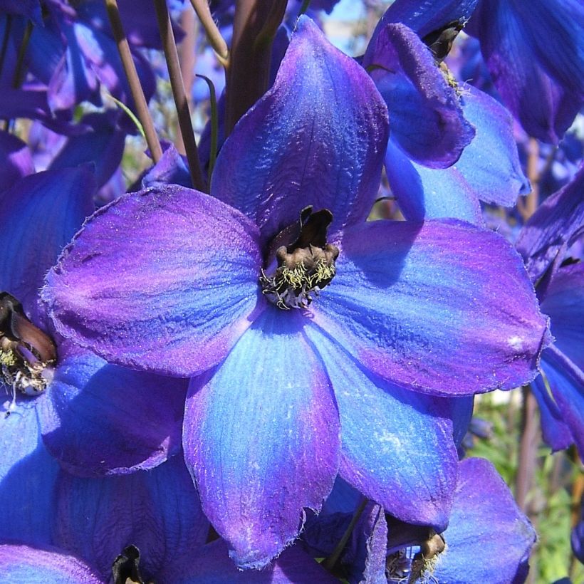 Delphinium F.W. Smith - Larkspur (Flowering)