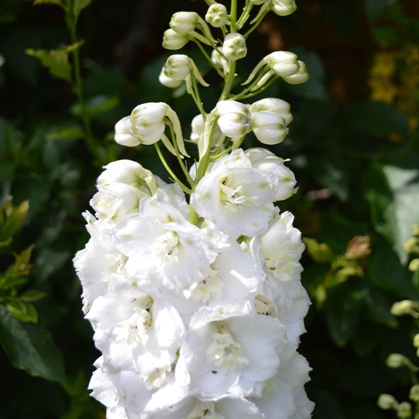 Delphinium Guardian White - Larkspur (Flowering)