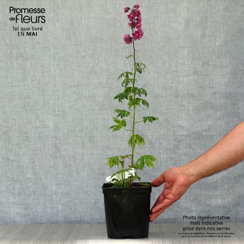 Delphinium Flamenco - Larkspur 2L/3L pot sample as delivered in spring