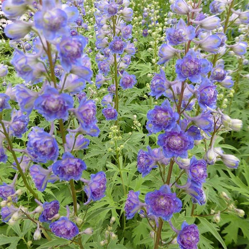 Delphinium Highlander Sweet Sensation - Larkspur (Flowering)
