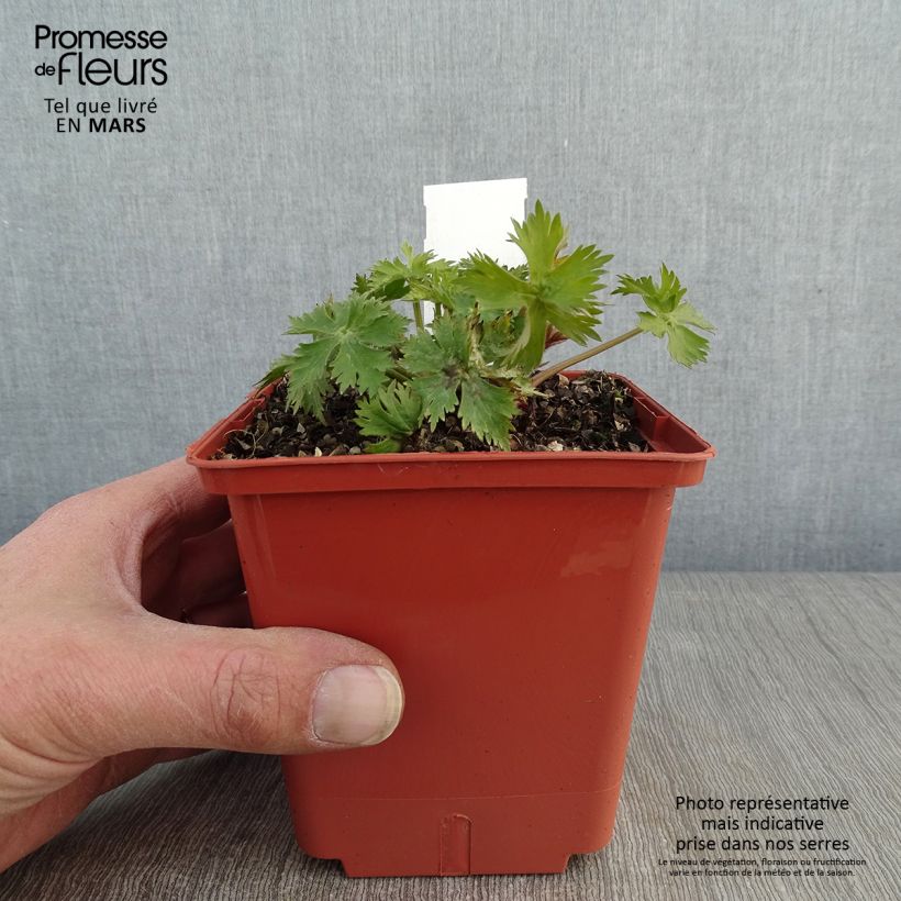 Delphinium Highlander Sweet Sensation - Pied d'Alouette vivace Pot de 1L/1.5L sample as delivered in winter