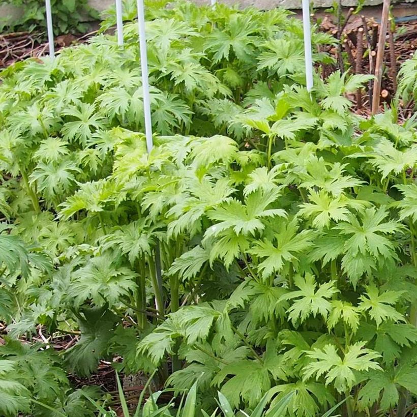 Delphinium Misty Mauves - Larkspur (Foliage)