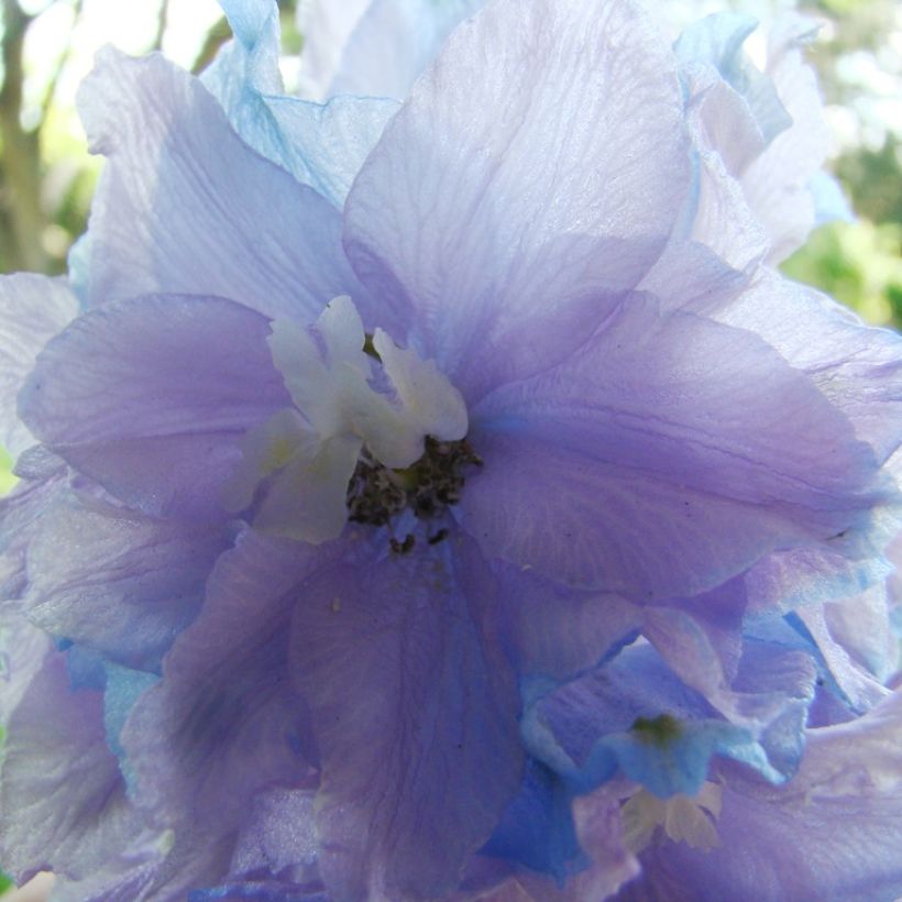 Delphinium Misty Mauves - Larkspur (Flowering)