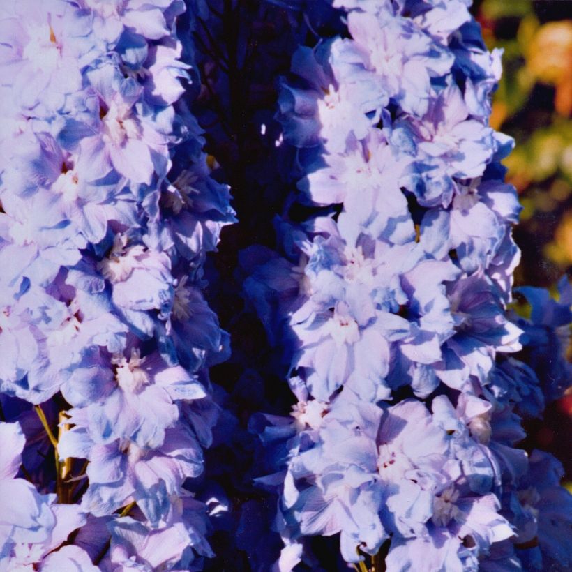 Delphinium Misty Mauves - Larkspur (Plant habit)