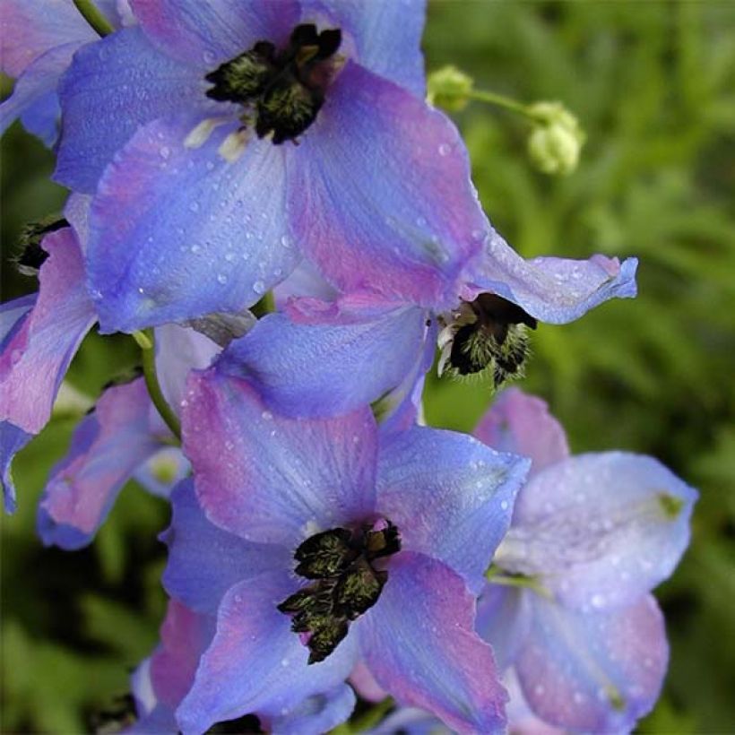 Delphinium Ouvertüre - Larkspur (Flowering)