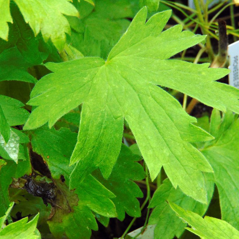 Delphinium Galahad - Larkspur (Foliage)