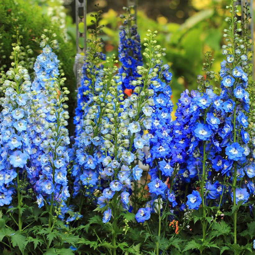 Delphinium Magic Fountains Sky Blue-White Bee - Larkspur (Plant habit)