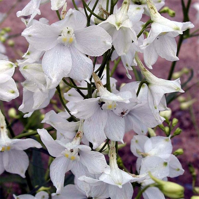 Delphinium Moerheimii - Larkspur (Flowering)