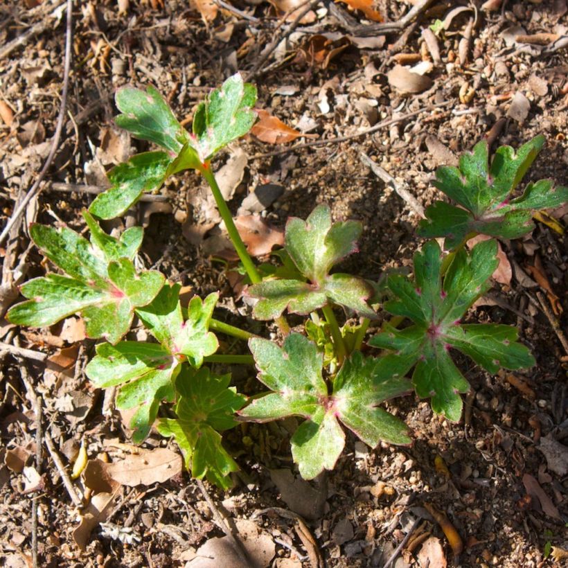 Delphinium cardinale - Larkspur (Foliage)