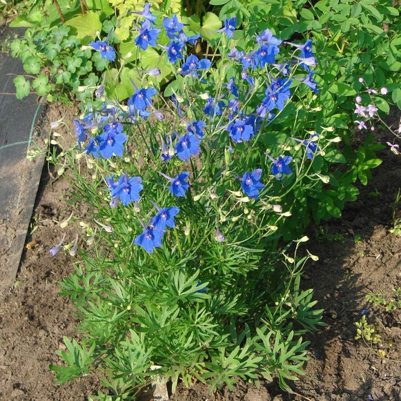 Delphinium grandiflorum Blauer Zwerg - Larkspur (Plant habit)