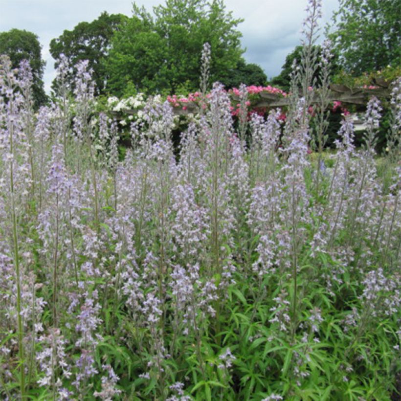 Delphinium requienii - Larkspur (Flowering)