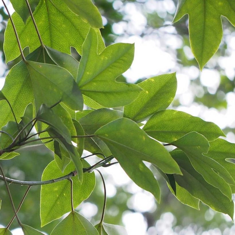 Dendropanax japonicus (Foliage)