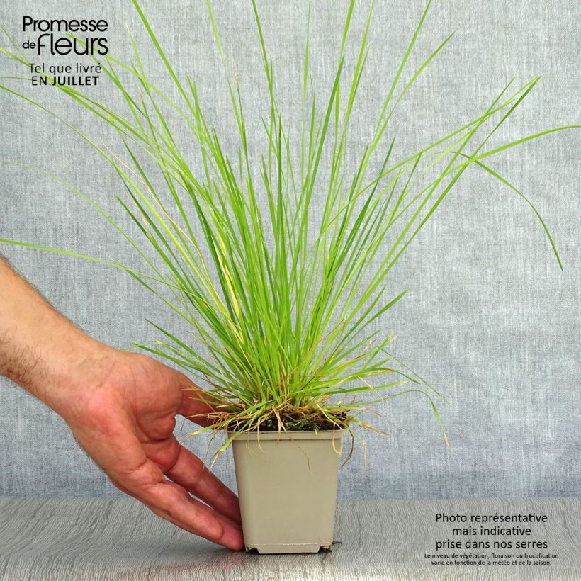 Deschampsia cespitosa Bronzeschleier 8/9 cm pot sample as delivered in summer