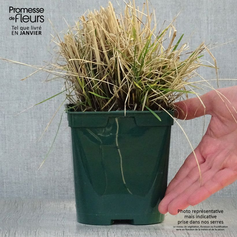 Deschampsia cespitosa - Canche cespiteuse en pot de 2/3L sample as delivered in winter