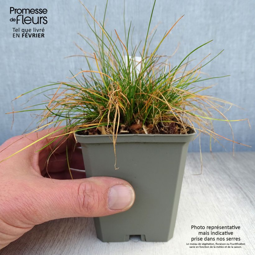 Deschampsia flexuosa - Canche flexible, flexueuse Godet de 9cm sample as delivered in winter