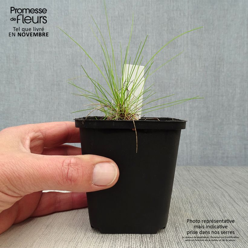 Deschampsia flexuosa Tatra Gold - Canche flexueuse en godet de 9 cm sample as delivered in autumn