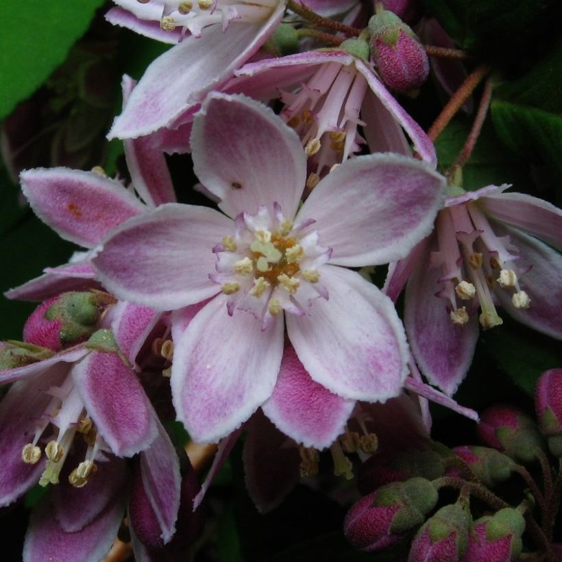Deutzia Perle Rose (Flowering)