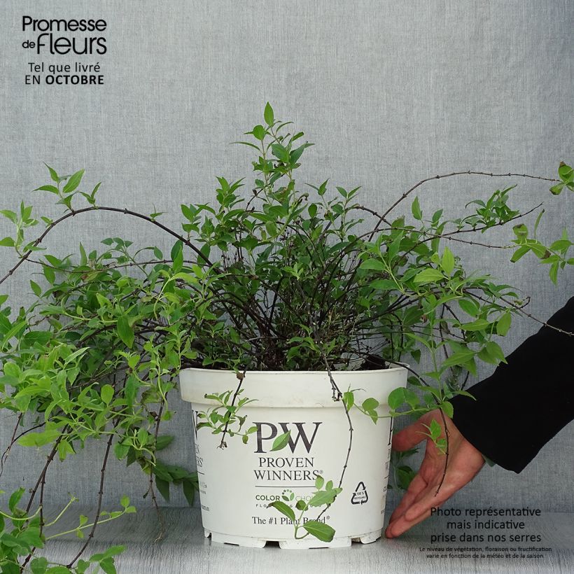 Deutzia Yuki Cherry Blossom 7.5L/10L pot sample as delivered in autumn
