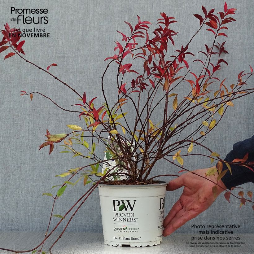 Deutzia Yuki Cherry Blossom 2L/3L pot sample as delivered in autumn