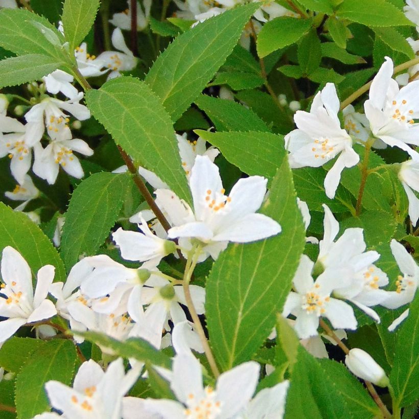 Deutzia Yuki Snowflake (Foliage)