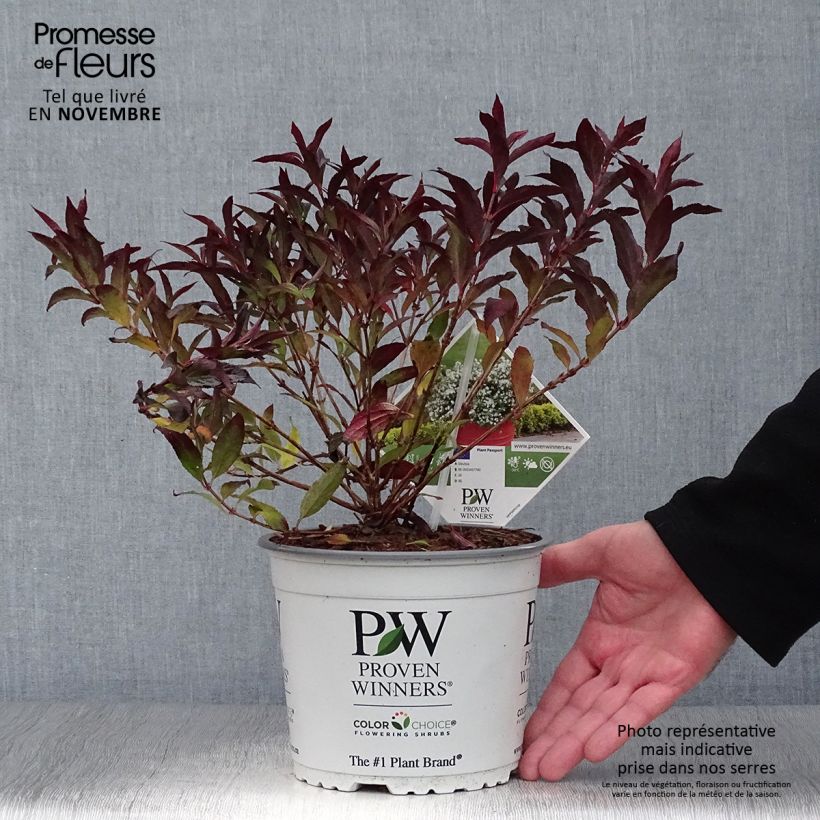 Deutzia Yuki Snowflake 2L/3L pot sample as delivered in autumn