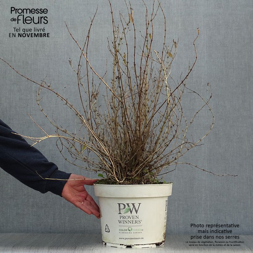 Deutzia Yuki Snowflake 7.5L/10L pot sample as delivered in autumn